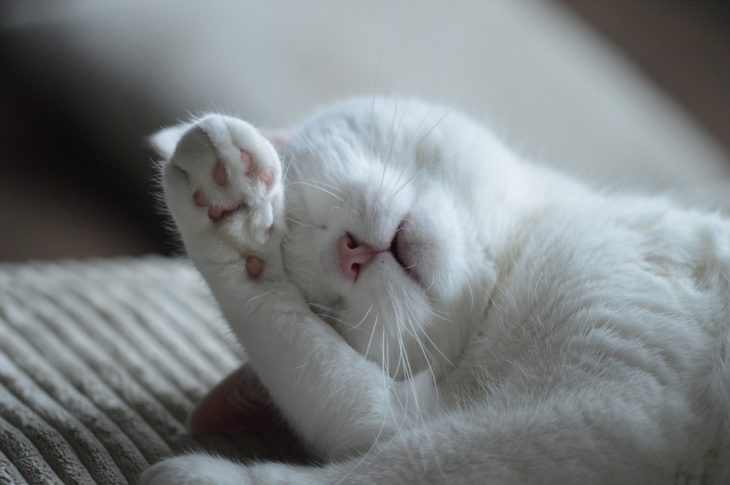 Cat sleeping on floor (source: pixabay.com)